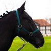 Halter for Horses Warmblood, Thoroughbred, Cold Blood - Stable Halter,