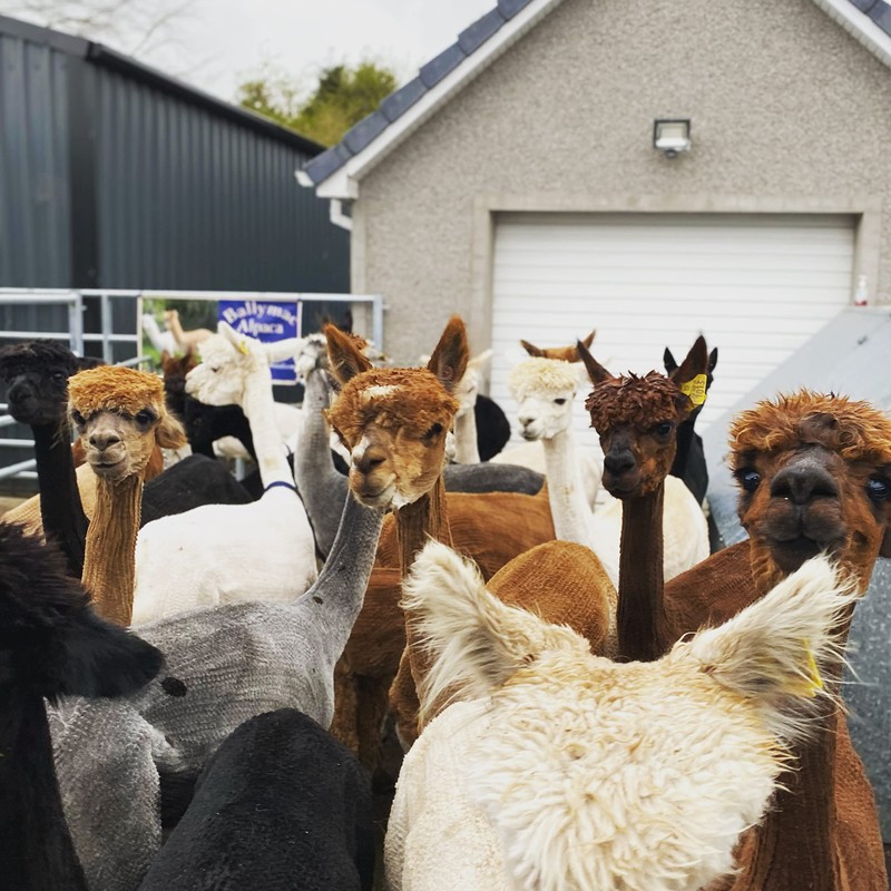 Bird Nesting Material (Alpaca Fibre) Wool Natural Organic