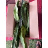 Cactus 10 Dragon Fruit cuttings 8-12 inches long check Description