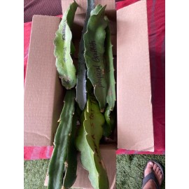 Cactus 10 Dragon Fruit  cuttings 8-12 inches long check Description