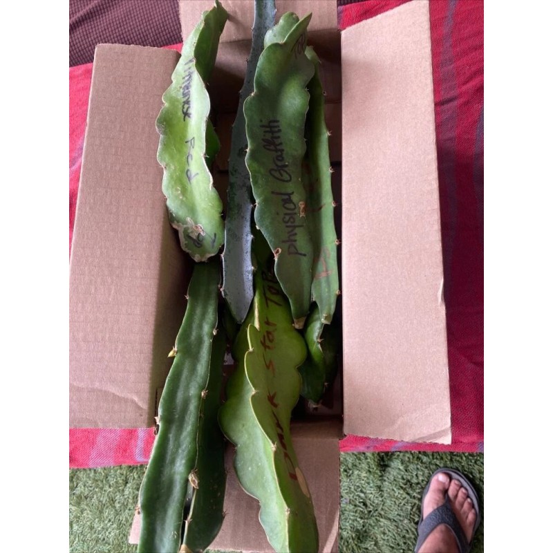 Cactus 10 Dragon Fruit cuttings 8-12 inches long check Description