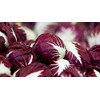 Radicchio (Chicory) Seeds- Verona Red- 500+ Seeds by Ohio Heirloom Seeds