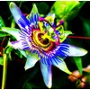Rare Passiflora Passion Flower Mix (50 Seeds) - Stunning Colors,