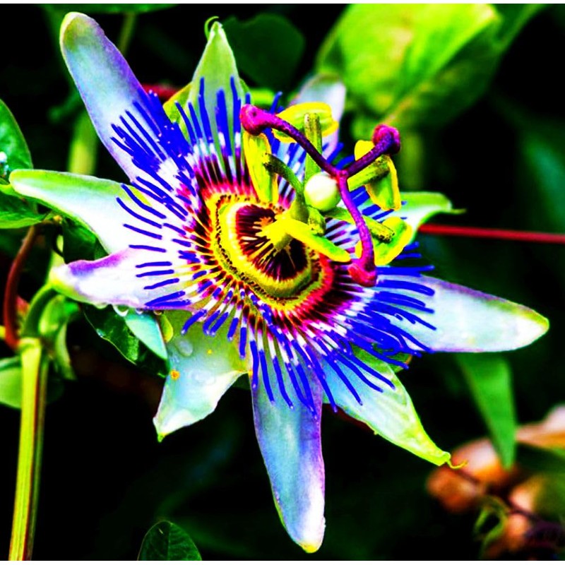 Rare Passiflora Passion Flower Mix (50 Seeds) - Stunning Colors,