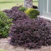 Plum Delight Loropetalum - Live Plant - (2.5 QT)