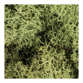 Ideen mit Herz Iceland Moss, Forest Green, Decorative Moss, Natural Product, 200 g