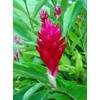 Hawaiian Red Ginger Plant Root (Pack of 5) Grow Hawaii