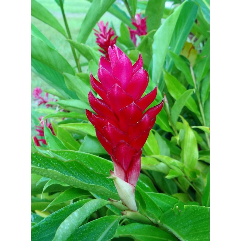 Hawaiian Red Ginger Plant Root (Pack of 5) Grow Hawaii