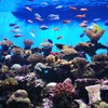 Pack of 10 Aquarium Filter Bags, Reusable Filter Bags with