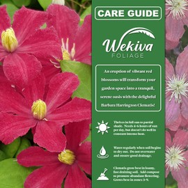 Clematis Barbara Harrington - 2 Live Starter Plants in 2 Inch Growers Pots - Starter Plants Ready for The Garden - Rare Clematis for Collectors