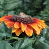Vivid Arts HGF-029 Hanging Harvest Mouse / Orange Sunflower