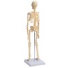 Small Anatomical Mini Skeleton Model, 45 cm, beige