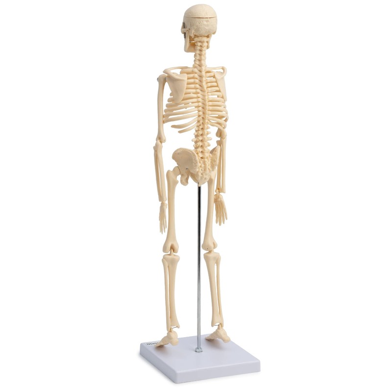 Small Anatomical Mini Skeleton Model, 45 cm, beige