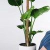 HUYUE Monstera Moss Rod for Climbing Plants 125 cm