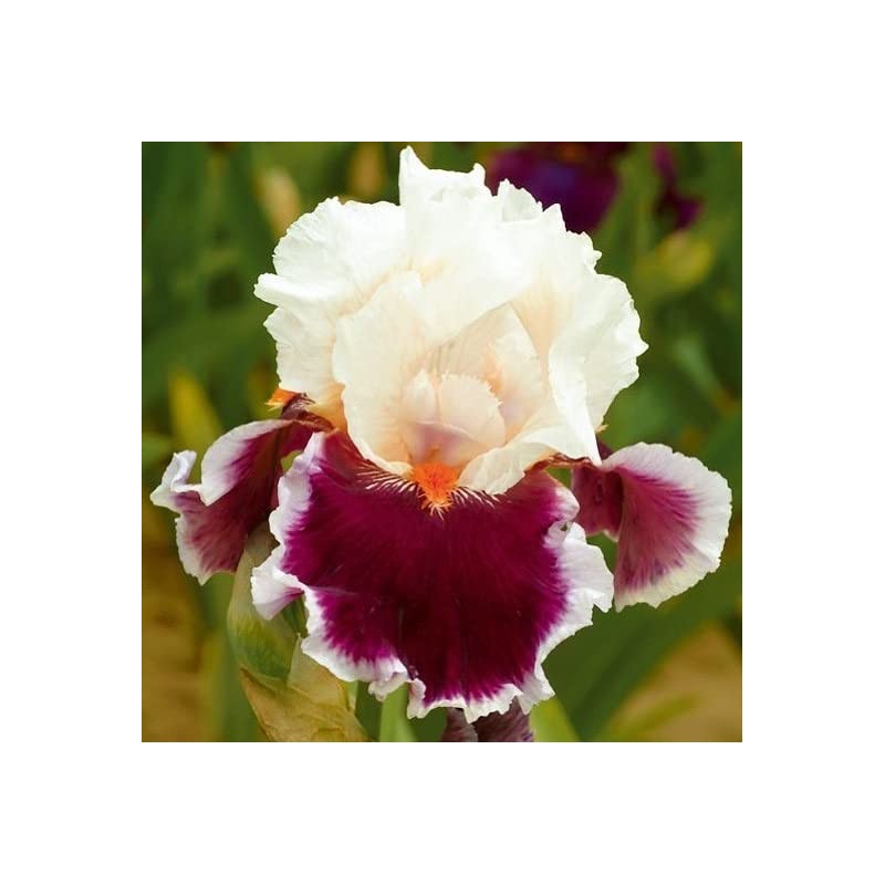 35pcs Rare Heirloom Iris Seeds - Beautiful and Colorful Blooms
