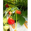 Strawberry Albion Bare Root Plants 25 Count - Day Neutral