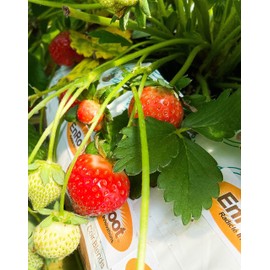Strawberry Albion Bare Root Plants 25 Count - Day Neutral - Non-GMO - Longer, Sweeter Fruit yielding Season - Wrapped in Coco Coir - GreenEase by ENROOT