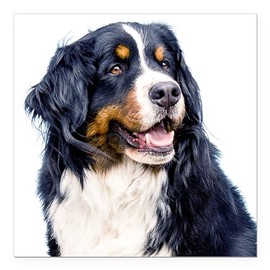 CafePress Bernese Mountain Dog Square Car Magnet 3 X 3 Square Car Magnet, Magnetic Bumper Display