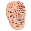 Ear Sticker Acupuncture Kit 600pcs Ear Massage Sticker Acupuncture Model