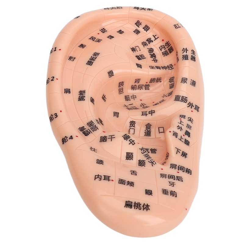 Ear Sticker Acupuncture Kit 600pcs Ear Massage Sticker Acupuncture Model