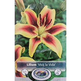 Viva la Vida Oriental Lily - 2 Bulbs - Bold Colors - 16/18 cm