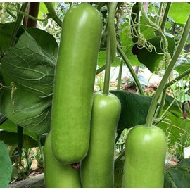 Heirloom Bottle Gourd New Lauki Cucuzzi Seeds Opo Asian Calabash Melon Chinese Squash Non-GMO Heirloom 20pcs