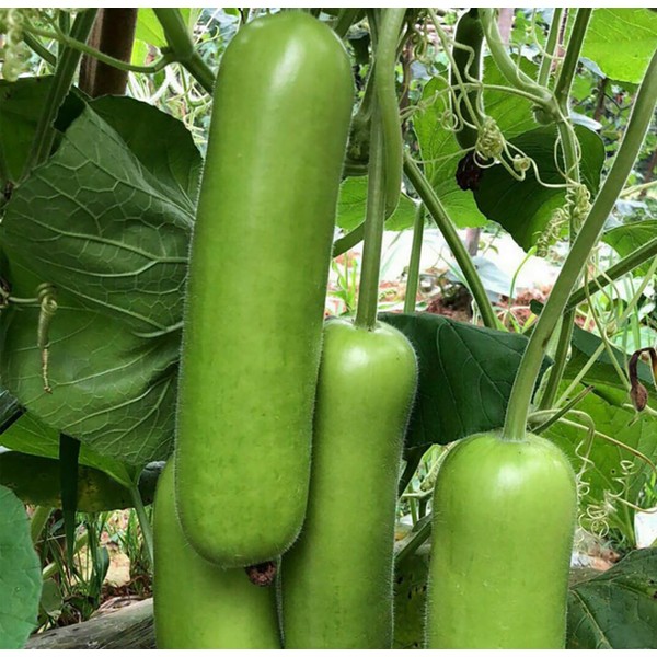 Heirloom Bottle Gourd New Lauki Cucuzzi Seeds Opo Asian Calabash