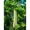 22Day Seeds: Seeds Long Gourd/Green Calabash/Non GMO/Heirloom