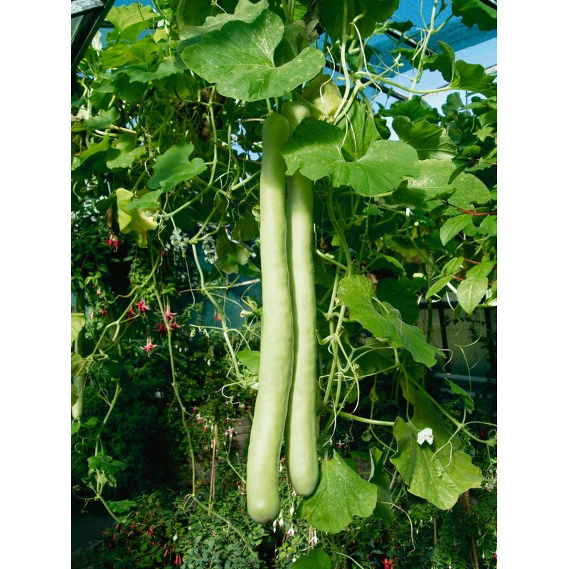 22Day Seeds: Seeds Long Gourd/Green Calabash/Non GMO/Heirloom