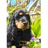 Cocker Spaniel Dog Birthday Greeting Card