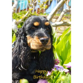 Cocker Spaniel Dog Birthday Greeting Card
