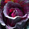 Red Rock Cabbage Seeds - 100 Count Seed Pack -