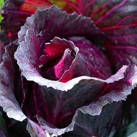 Red Rock Cabbage Seeds - 100 Count Seed Pack - A Hearty, Late-Harvest Variety That's flavorful and Sweet - Country Creek LLC