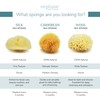 Neptune Caribbean Sea Sponge 2 Pack, Extra Large, Approx. 7-8