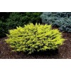Lime Glow Juniper | 1 Live 4 Inch Pot |
