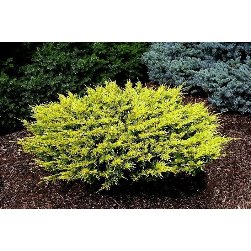 Lime Glow Juniper | 1 Live 4 Inch Pot |