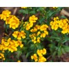 Southeast Seeds Mexican Tarragon Seeds, NON-GMO, Texas Tarragon, Mexican Mint