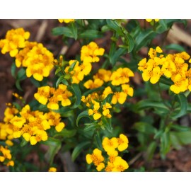 Southeast Seeds Mexican Tarragon Seeds, NON-GMO, Texas Tarragon, Mexican Mint Marigold - 1250 Seeds or 1 Gram