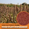 Whitetail Products Gone Wild, Screening Forage Sorghum Food Plot Seeds,