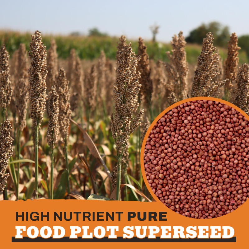 Whitetail Products Gone Wild, Screening Forage Sorghum Food Plot Seeds,