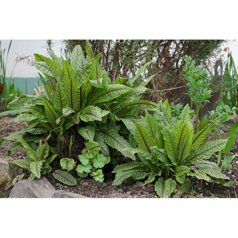 KIRA SEEDS - Seeds Sorrel Bloody Dock - Heirloom Vegetable