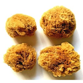 4 Large Natural Ocean Sea Sponges for Arts and Crafts, Great for Painting, Decorating and DIY Projects. Unbleached 4 Pack (2 pcs of 4"-5", 2 pcs of 5"-6")