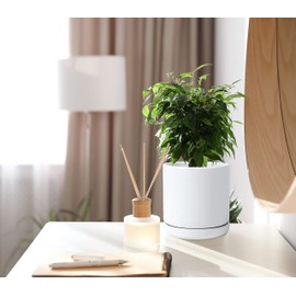 D'vine Dev Set of 2 Plants Pots, 6 Inch Ceramic Planter Pot for Plants with Drainage Hole and Saucer, White, 94-V-C-1