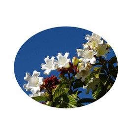 Easter Lily Beaumontia grandiflora Tropical Fragrant White Flowering Live Vine Plant Winter Bloom Starter Size 4 Inch Pot Emerald R