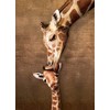 Giraffe Mother's Kiss Puzzle, 500-Piece