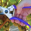 Pack of 6 Spring for Secateurs, 6 cm Spiral Garden