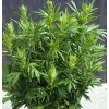 500+Mugwort Seeds(Artemisi