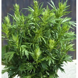 500+Mugwort Seeds(Artemisi