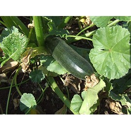25 Dark Green Zucchini Summer Squash Seeds for Planting. Non GMO and Heirloom. 3 Grams of Seeds. Garden Vegetable Survival