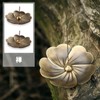 EUSTACE Incense Burner, Incense Burner, Incense Dish, Interior Soothing Incense